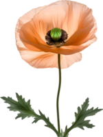 ai généré coquelicot fleur. fermer de une mignonne coquelicot fleur. png