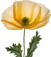 AI generated Poppy flower. Close-up of a cute poppy flower. png