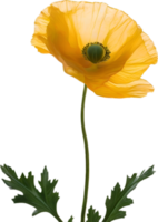 ai generiert Mohn Blume. Nahansicht von ein süß Mohn Blume. png