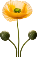 AI generated Poppy flower. Close-up of a cute poppy flower. png