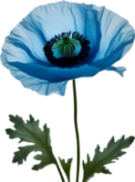 ai généré coquelicot fleur. fermer de une mignonne coquelicot fleur. png