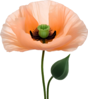 ai gegenereerd papaver bloem. detailopname van een schattig papaver bloem. png