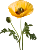 ai gegenereerd papaver bloem. detailopname van een schattig papaver bloem. png