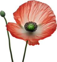 ai généré coquelicot fleur. fermer de une mignonne coquelicot fleur. png