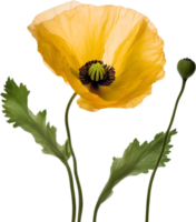 ai généré coquelicot fleur. fermer de une mignonne coquelicot fleur. png