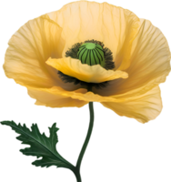 ai généré coquelicot fleur. fermer de une mignonne coquelicot fleur. png