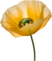 AI generated Poppy flower. Close-up of a cute poppy flower. png