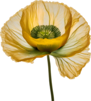 AI generated Poppy flower. Close-up of a cute poppy flower. png