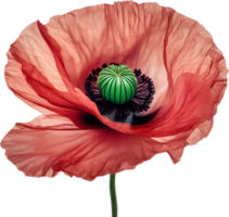 ai généré coquelicot fleur. fermer de mignonne coquelicot fleur. png