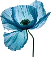 AI generated Poppy flower. Close-up of cute poppy flower. png
