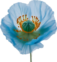 AI generated Poppy flower. Close-up of cute poppy flower. png