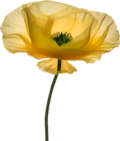 ai gegenereerd papaver bloem. detailopname van schattig papaver bloem. png