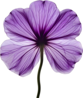 AI generated Violet flower. Close-up glowing translucent violet color flower. png