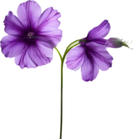 AI generated Violet flower. Close-up glowing translucent violet color flower. png