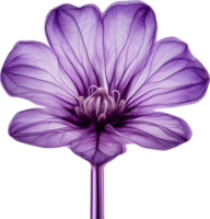 AI generated Violet flower. Close-up glowing translucent violet color flower. png