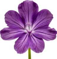 AI generated Violet flower. Close-up glowing translucent violet color flower. png