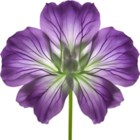 AI generated Violet flower. Close-up glowing translucent violet color flower. png