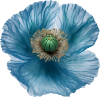 ai généré coquelicot fleur. fermer de mignonne coquelicot fleur. png