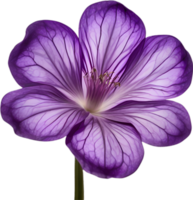 AI generated Violet flower. Close-up glowing translucent violet color flower. png