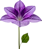 AI generated Violet flower. Close-up glowing translucent violet color flower. png