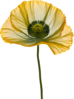 ai generado amapola flor. de cerca de linda amapola flor. png