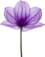 AI generated Violet flower. Close-up glowing translucent violet color flower. png