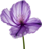 ai generiert violett Blume. Nahansicht glühend durchscheinend violett Farbe Blume. png