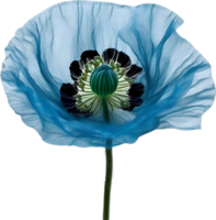 ai généré coquelicot fleur. fermer de mignonne coquelicot fleur. png