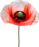 AI generated Poppy flower. Close-up of cute poppy flower. png