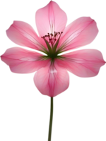 AI generated Pink flower. Close-up glowing translucent pink color flower. png