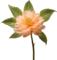 AI generated Peach color flower. Close-up glowing translucent peach color flower. png