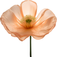 ai généré coquelicot fleur. fermer de mignonne coquelicot fleur. png