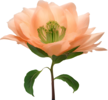 AI generated Peach color flower. Close-up glowing translucent peach color flower. png