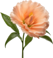 AI generated Peach color flower. Close-up glowing translucent peach color flower. png