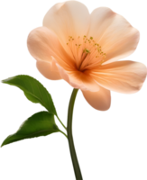 AI generated Peach color flower. Close-up glowing translucent peach color flower. png