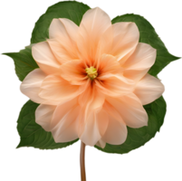 AI generated Peach color flower. Close-up glowing translucent peach color flower. png