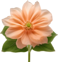 AI generated Peach color flower. Close-up glowing translucent peach color flower. png