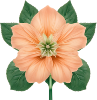 AI generated Peach color flower. Close-up glowing translucent peach color flower. png