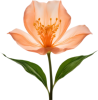 AI generated Peach color flower. Close-up glowing translucent peach color flower. png