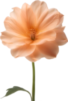 AI generated Peach color flower. Close-up glowing translucent peach color flower. png