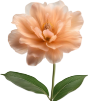 AI generated Peach color flower. Close-up glowing translucent peach color flower. png