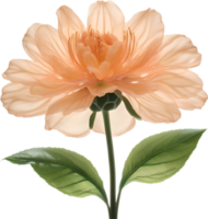 AI generated Peach color flower. Close-up glowing translucent peach color flower. png