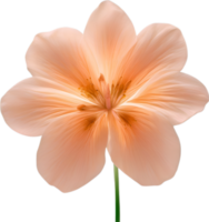 ai genererad persika Färg blomma. närbild lysande genomskinlig persika Färg blomma. png