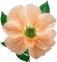 AI generated Peach color flower. Close-up glowing translucent peach color flower. png