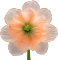 AI generated Peach color flower. Close-up glowing translucent peach color flower. png