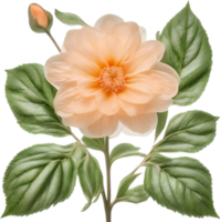AI generated Peach color flower. Close-up glowing translucent peach color flower. png