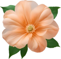 AI generated Peach color flower. Close-up glowing translucent peach color flower. png