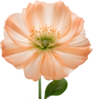 AI generated Peach color flower. Close-up glowing translucent peach color flower. png