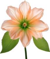 AI generated Peach color flower. Close-up glowing translucent peach color flower. png