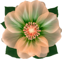 AI generated Peach color flower. Close-up glowing translucent peach color flower. png